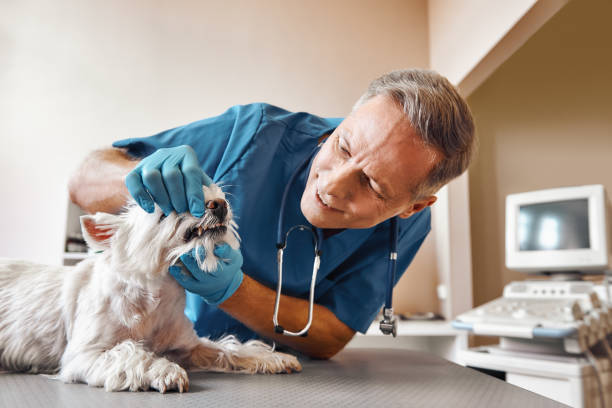 Best Same-Day Emergency Dental Services in Owingsville, KY